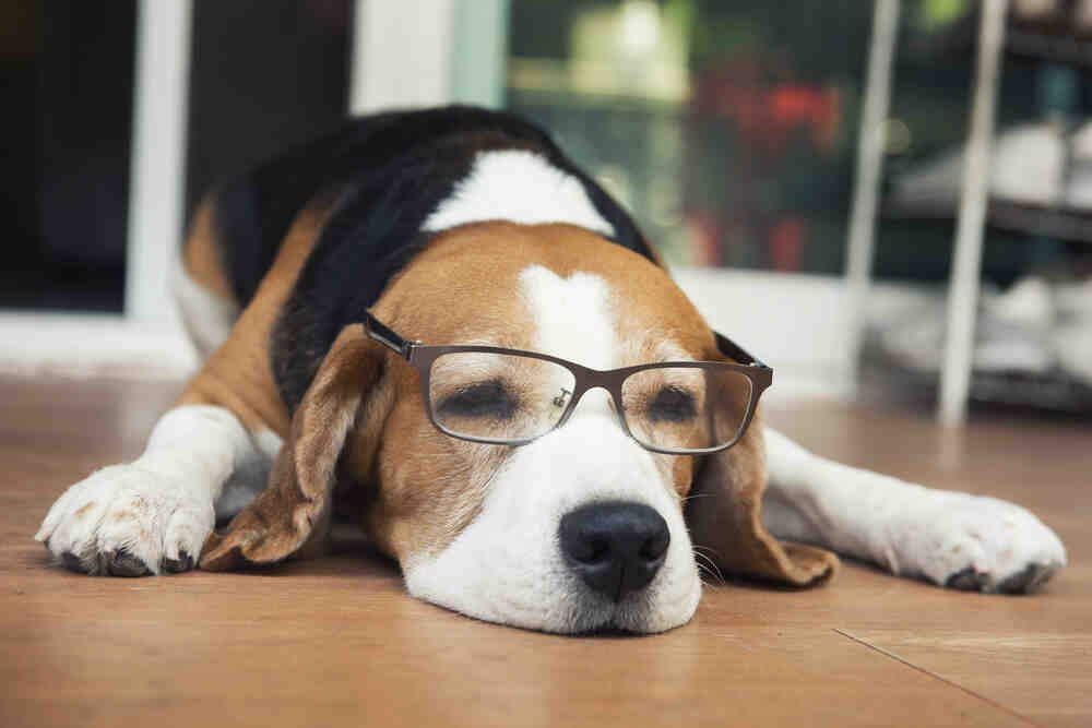 Beagle sdraiato su un pavimento con espressione annoiata